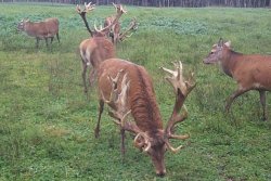 Superior red deer sires