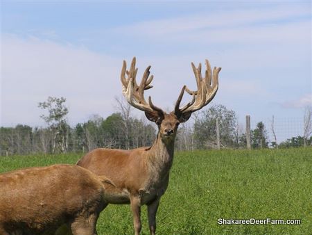 James  Red Deer