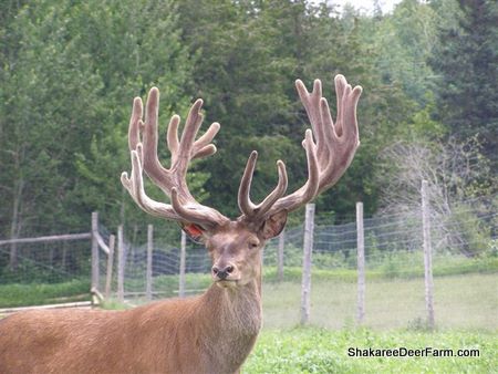 Red Deer - Maine