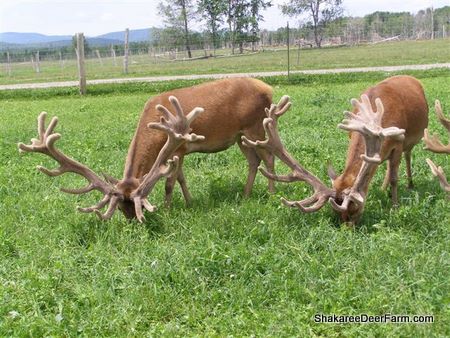 Maine Red Deer