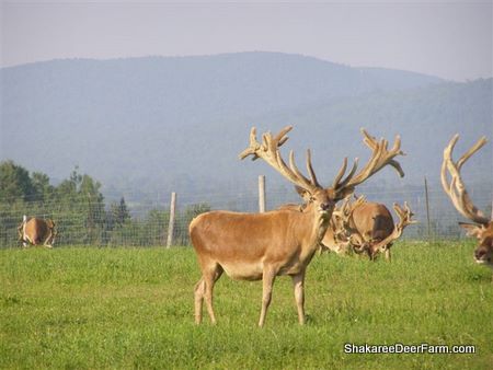 QVB Red Deer