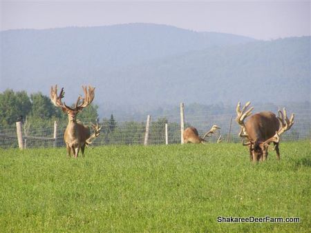 Maine Red Deer