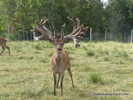 Red Deer - Maine