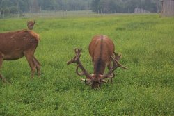 Look at these Red Deer Antlers