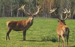 Red Deer Farming in North America