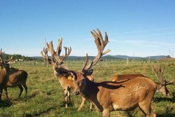 learn more about our red deer sires - call today
