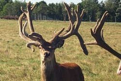 red deer antlers