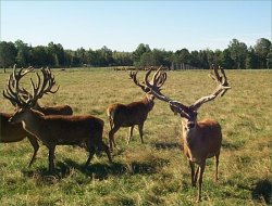 call for red deer information