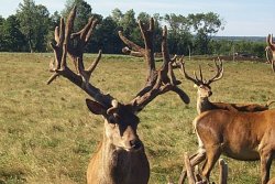 SCI record red deer