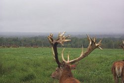 Red Deer - Maine