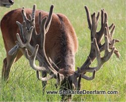 Sires from Shakaree Red Deer Farm - Superior Red Deer